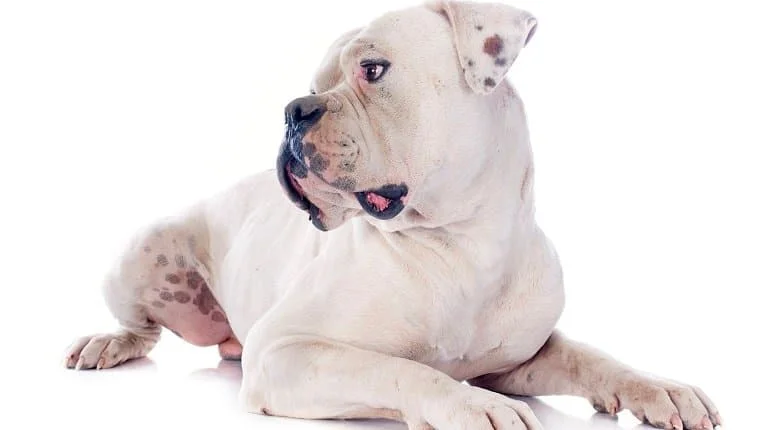 foto Bulldog Americano