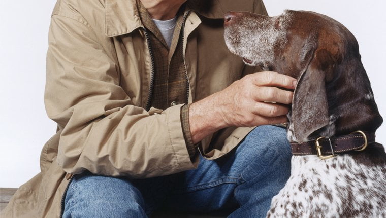 foto Perro Coonhound Inglés Americano