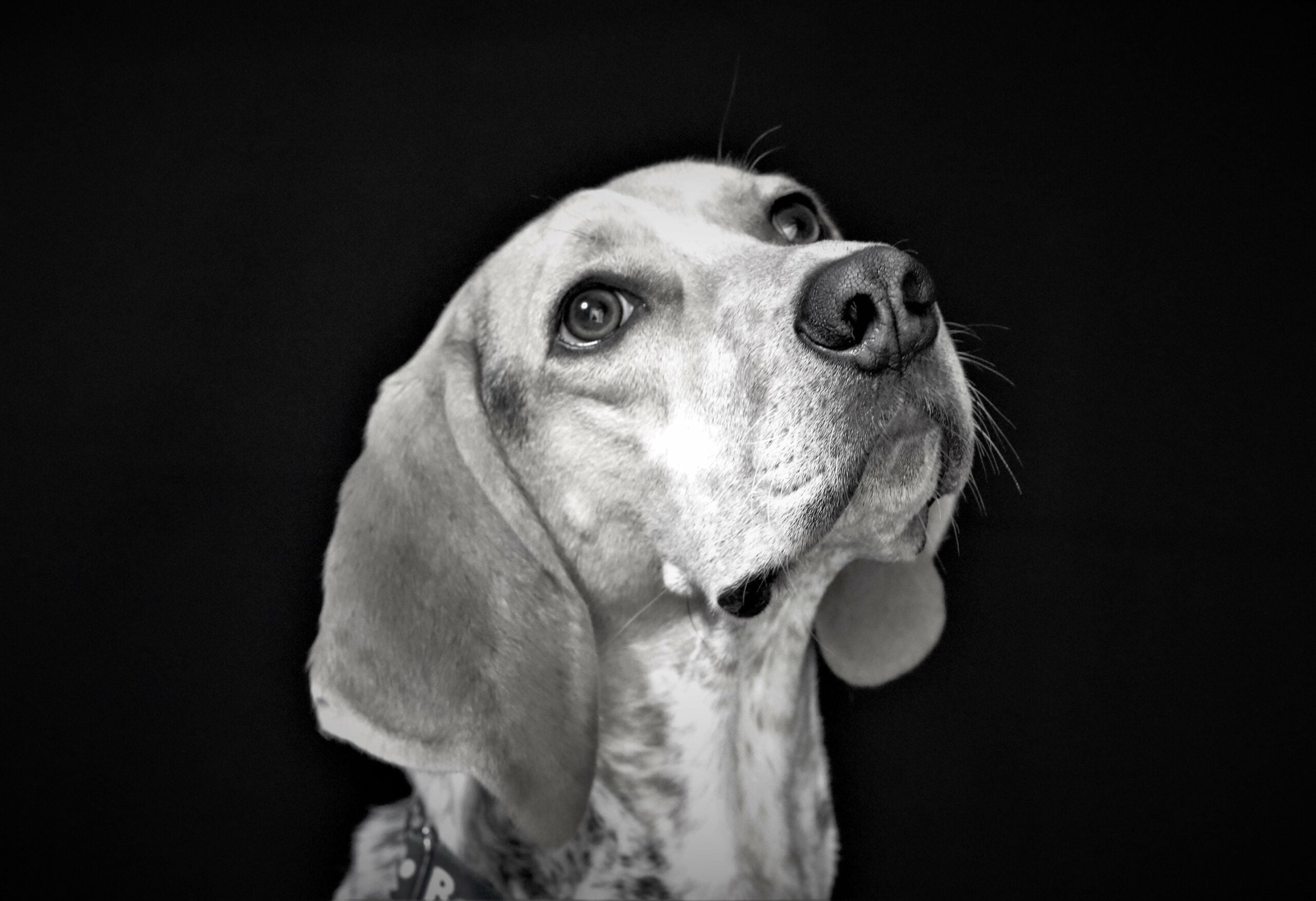 foto Perro Coonhound Inglés Americano