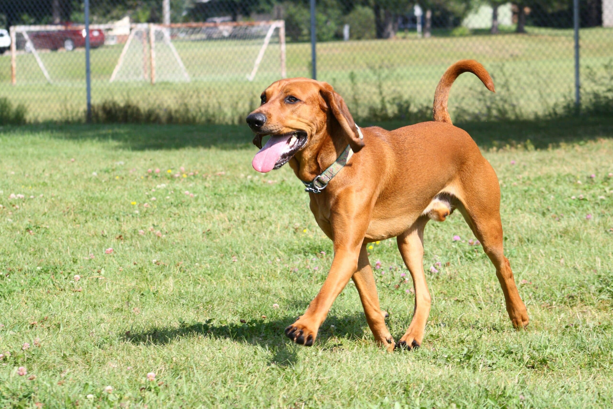 foto Perro Coonhound Inglés Americano