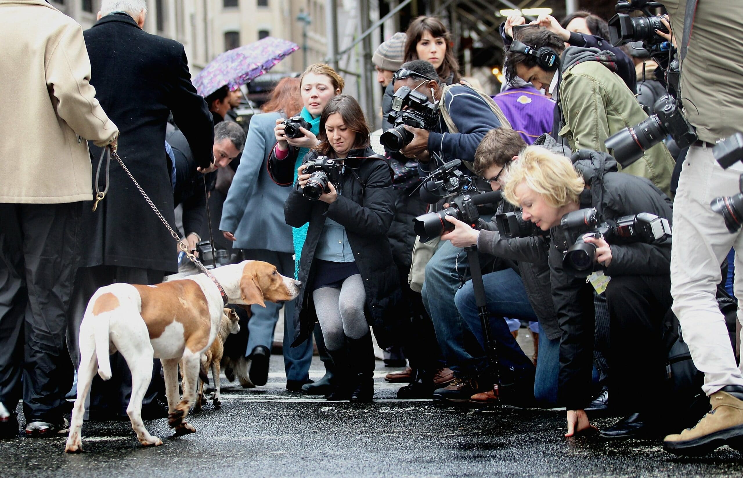 foto Perro Coonhound Inglés Americano