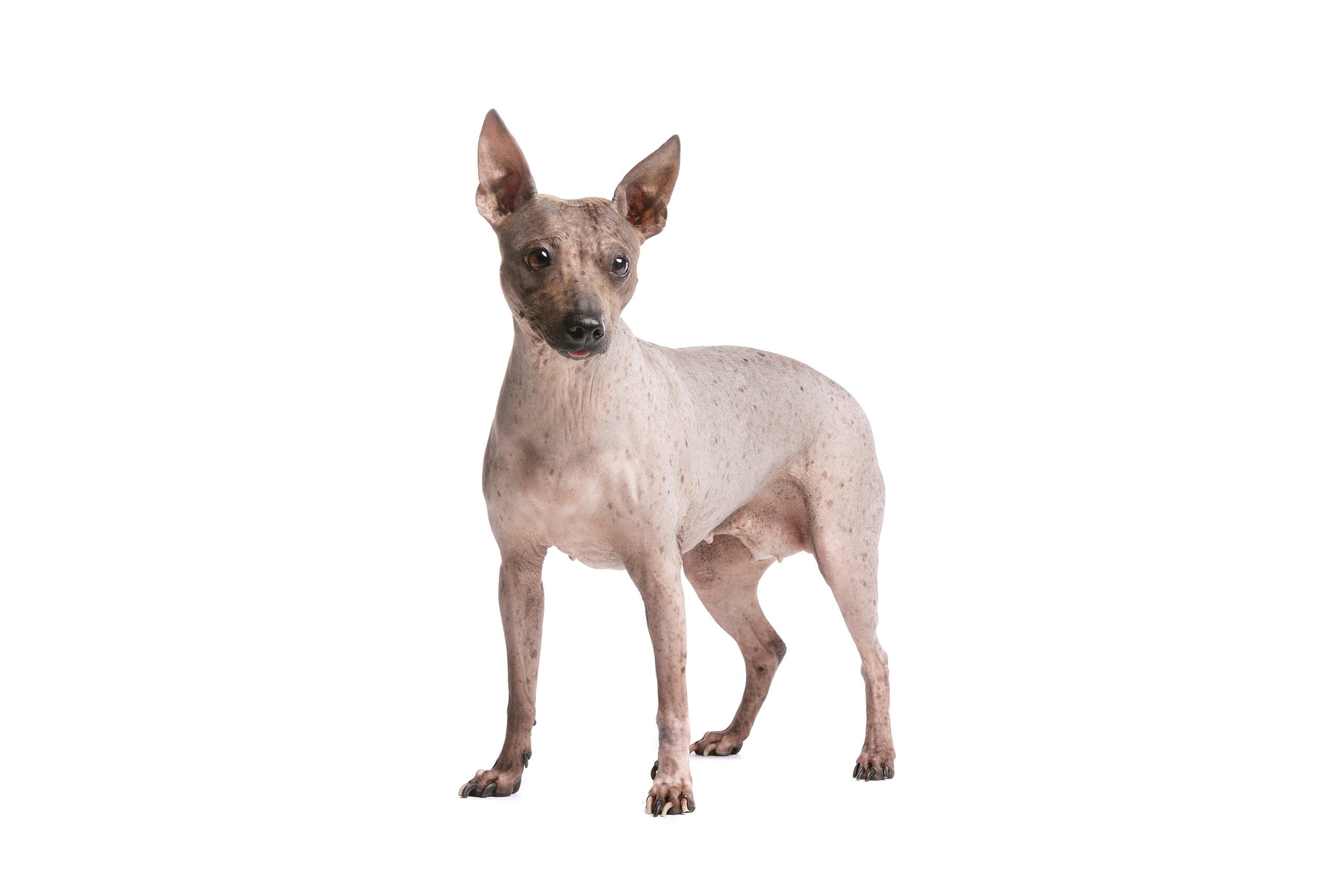 foto American Hairless Terrier