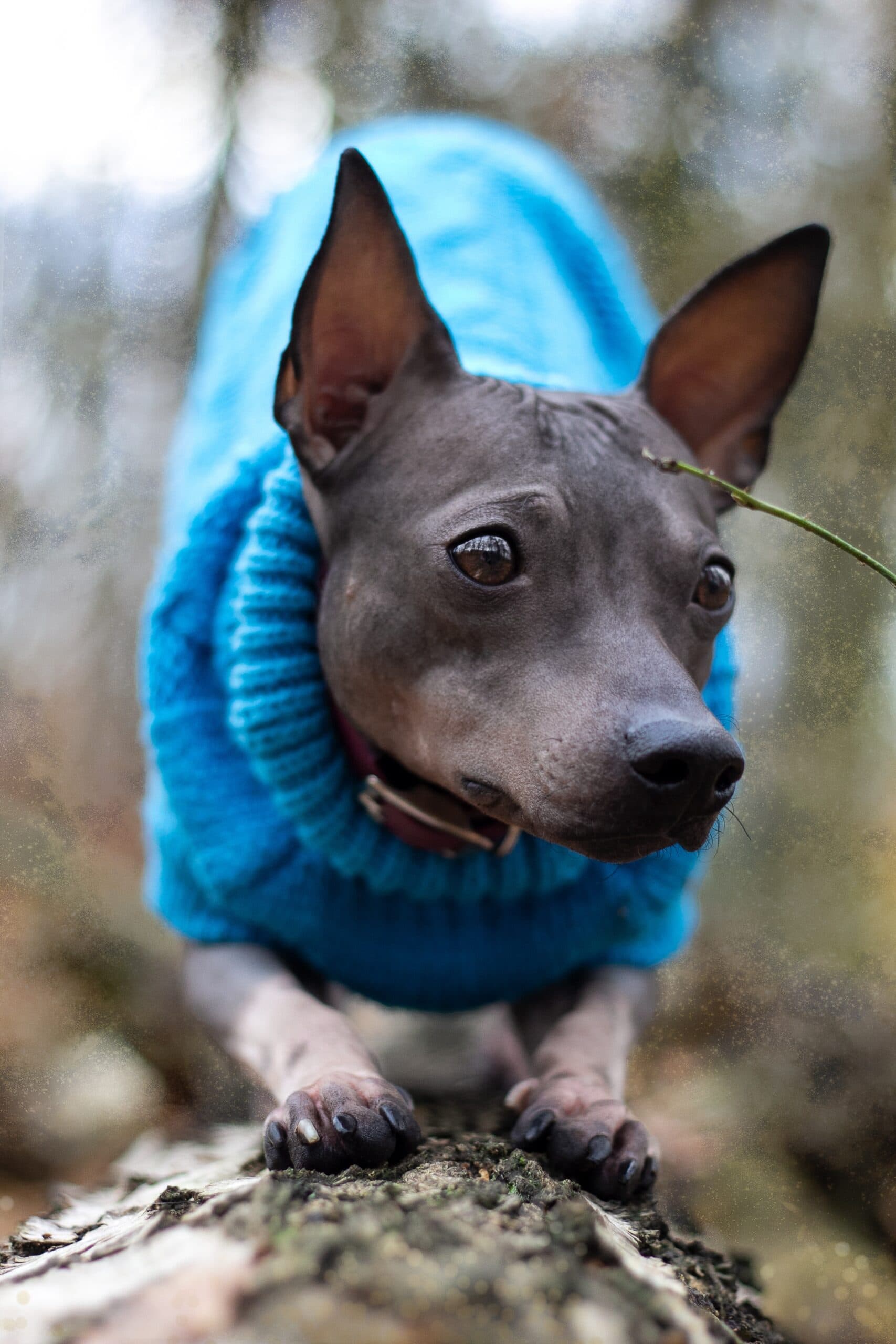 foto American Hairless Terrier