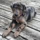 american-leopard-hound-dog-breed-picture-1