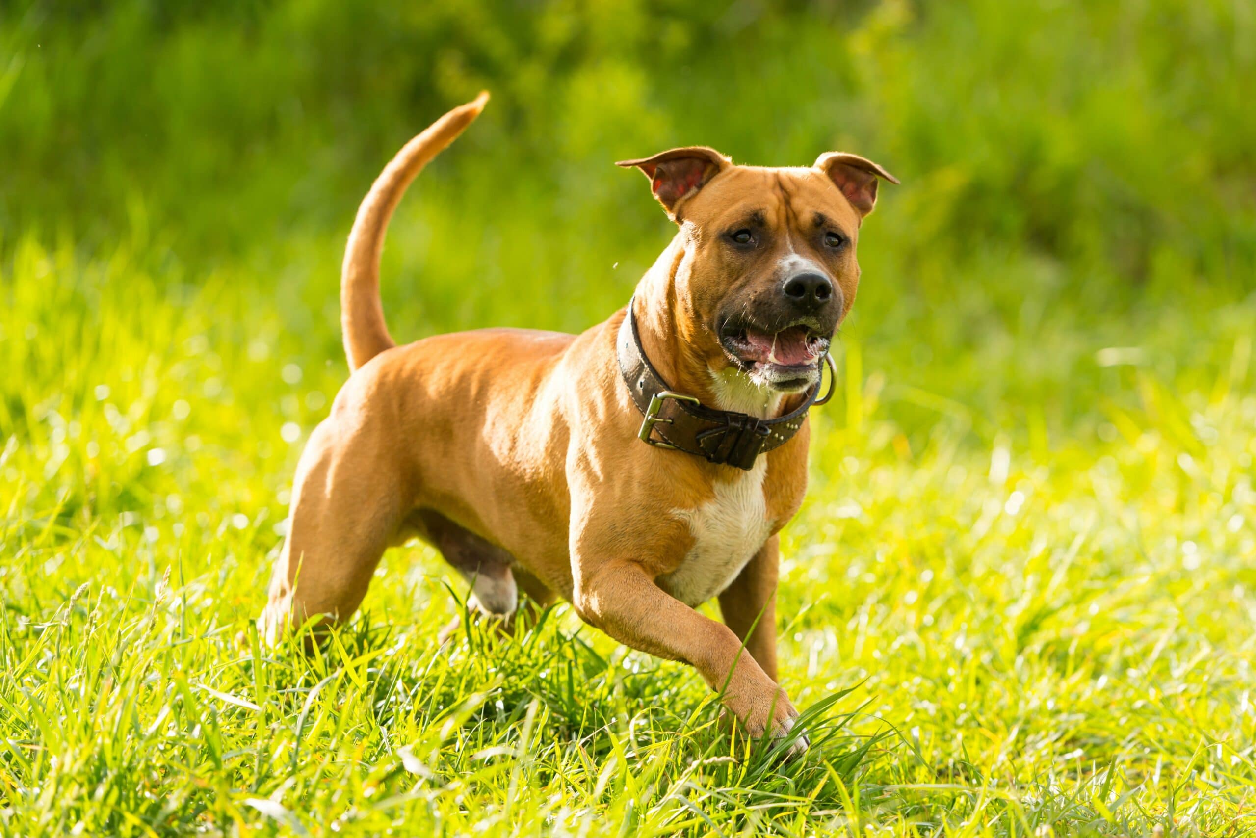 foto American Staffordshire Terrier