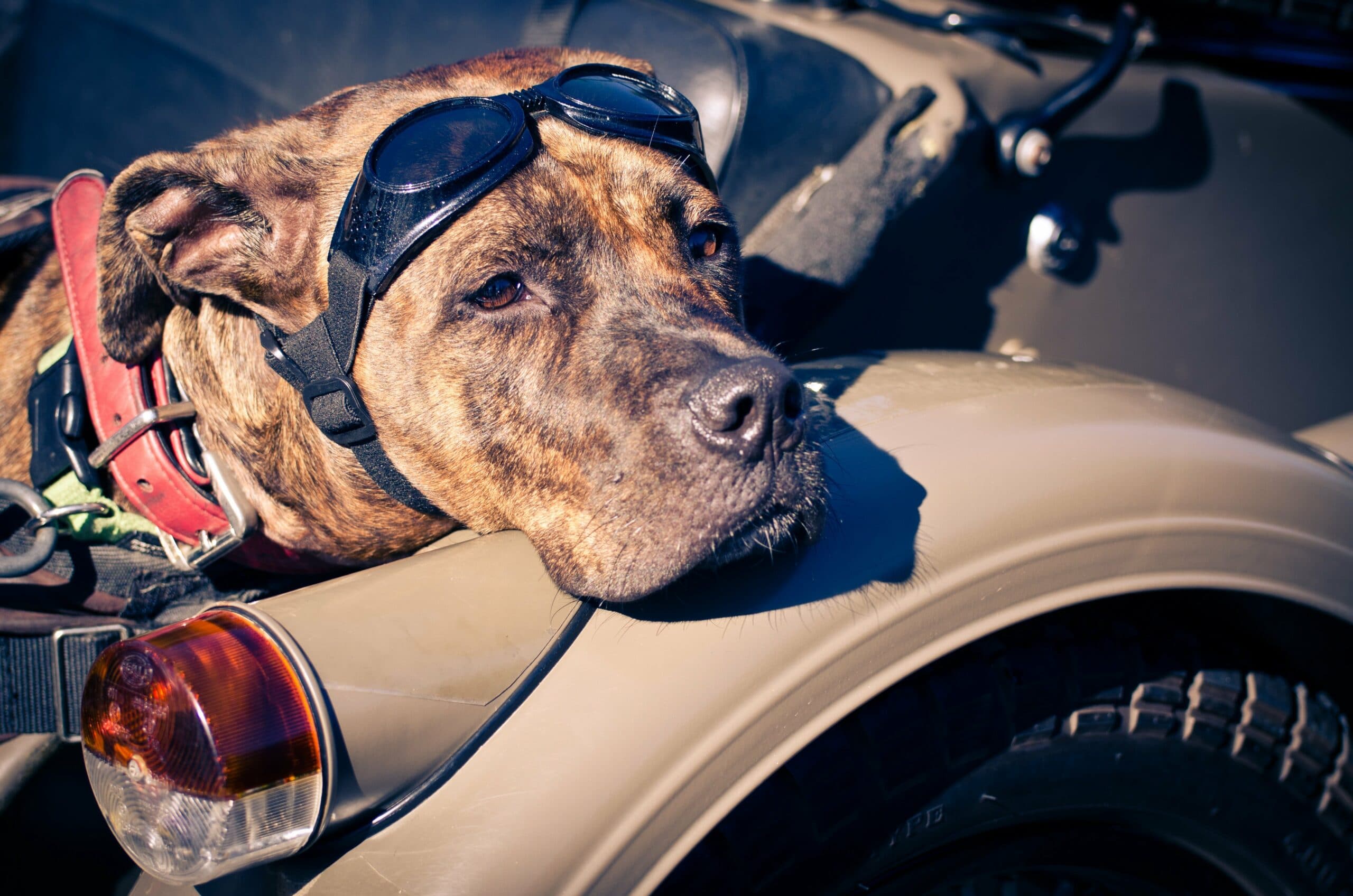 foto American Staffordshire Terrier