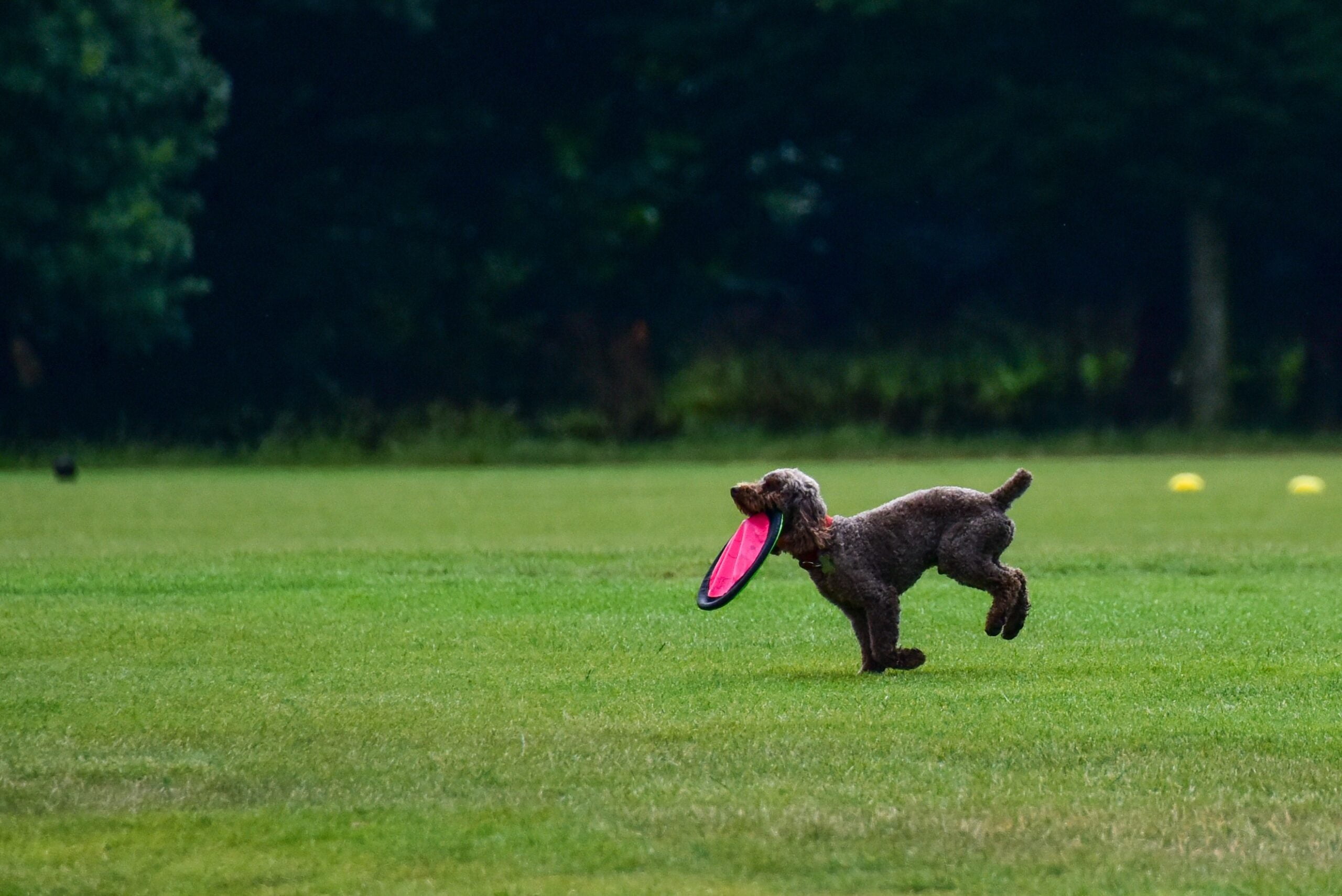 foto American Water Spaniel