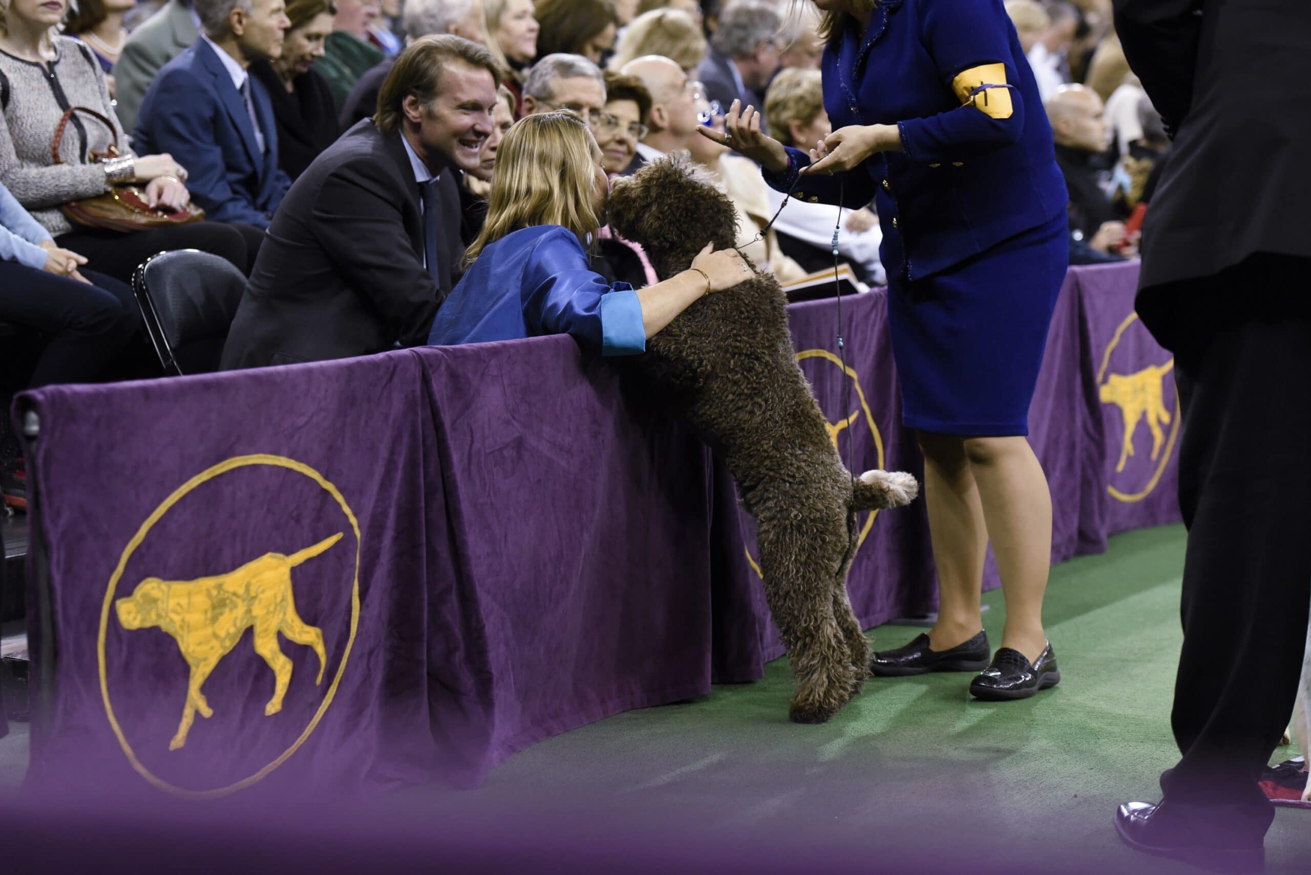 foto American Water Spaniel