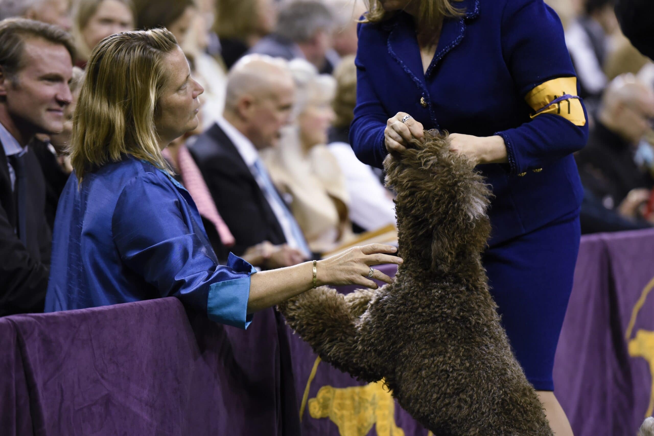 foto American Water Spaniel