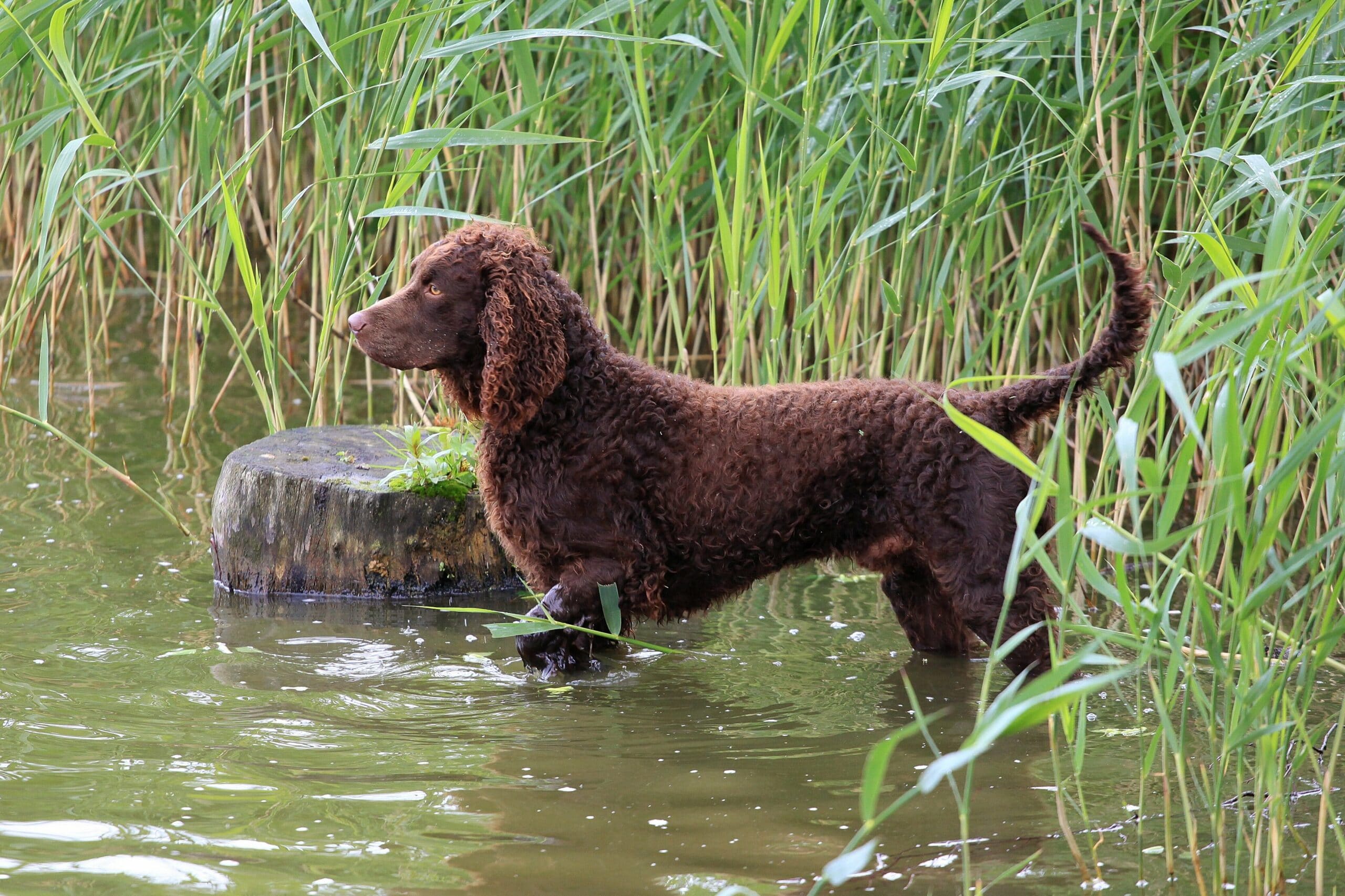 foto American Water Spaniel