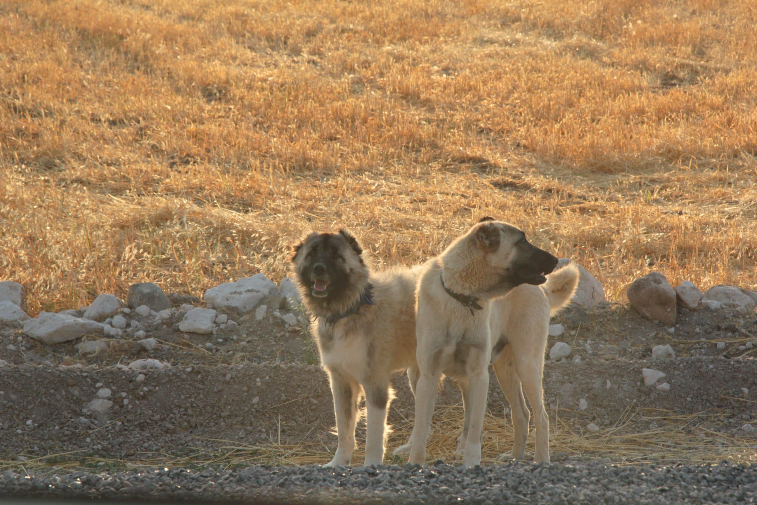 foto Perro Pastor de Anatolia