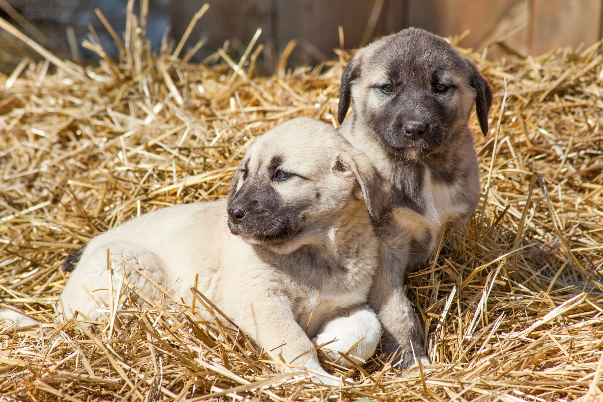 foto Perro Pastor de Anatolia