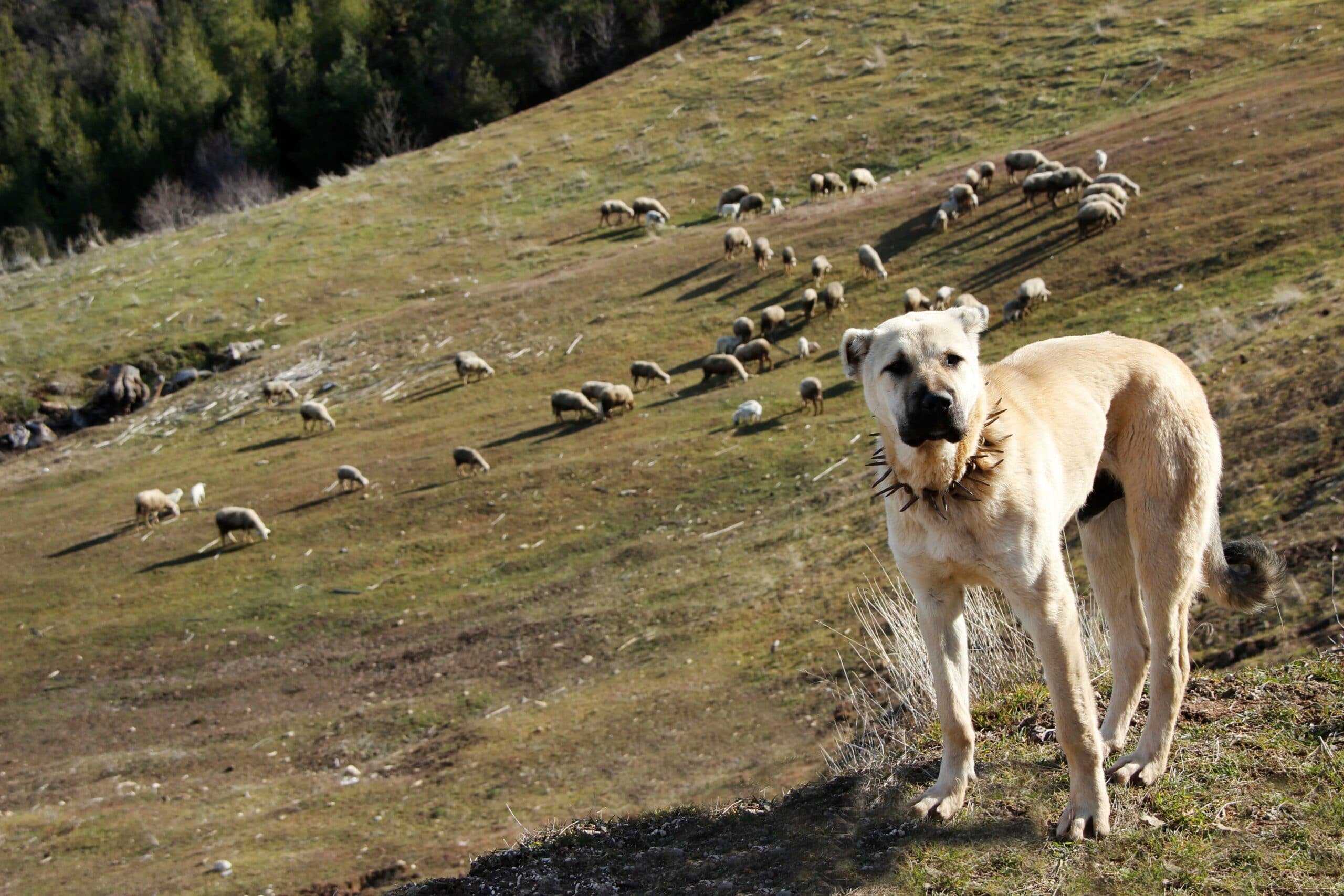 foto Perro Pastor de Anatolia