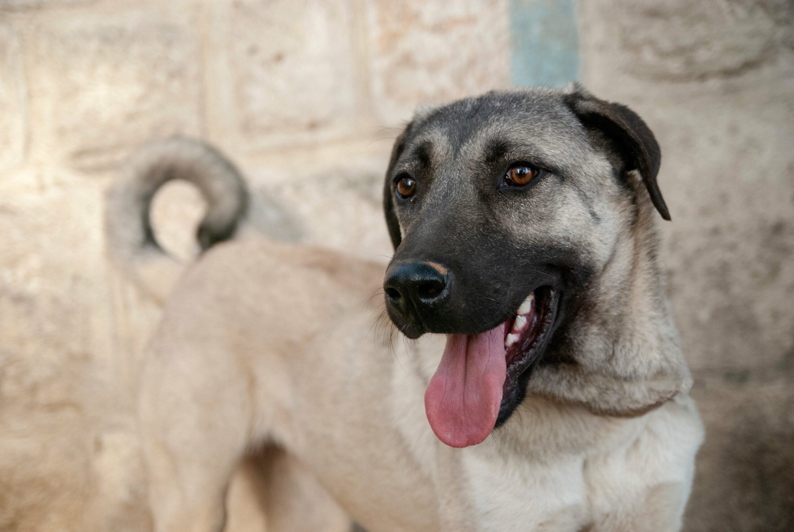 foto Perro Pastor de Anatolia