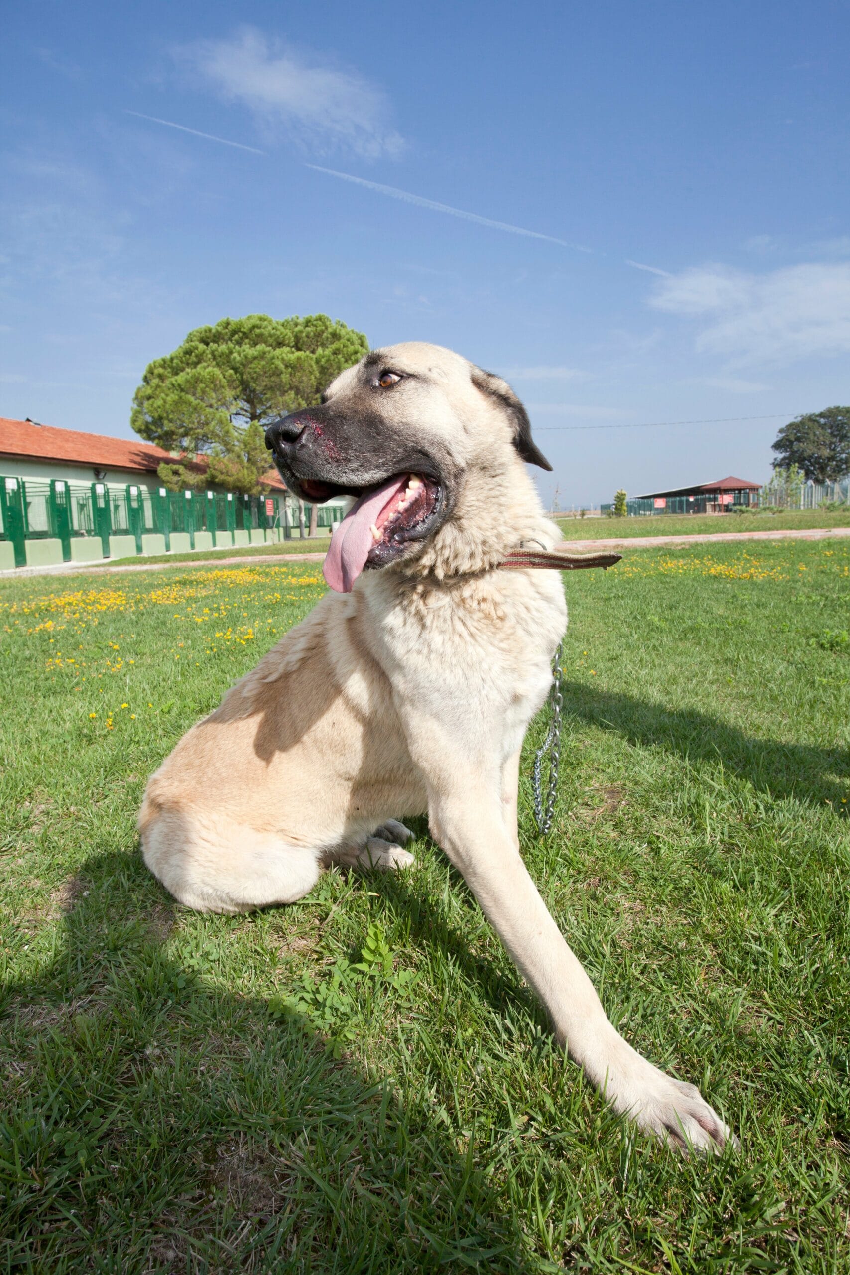 foto Perro Pastor de Anatolia