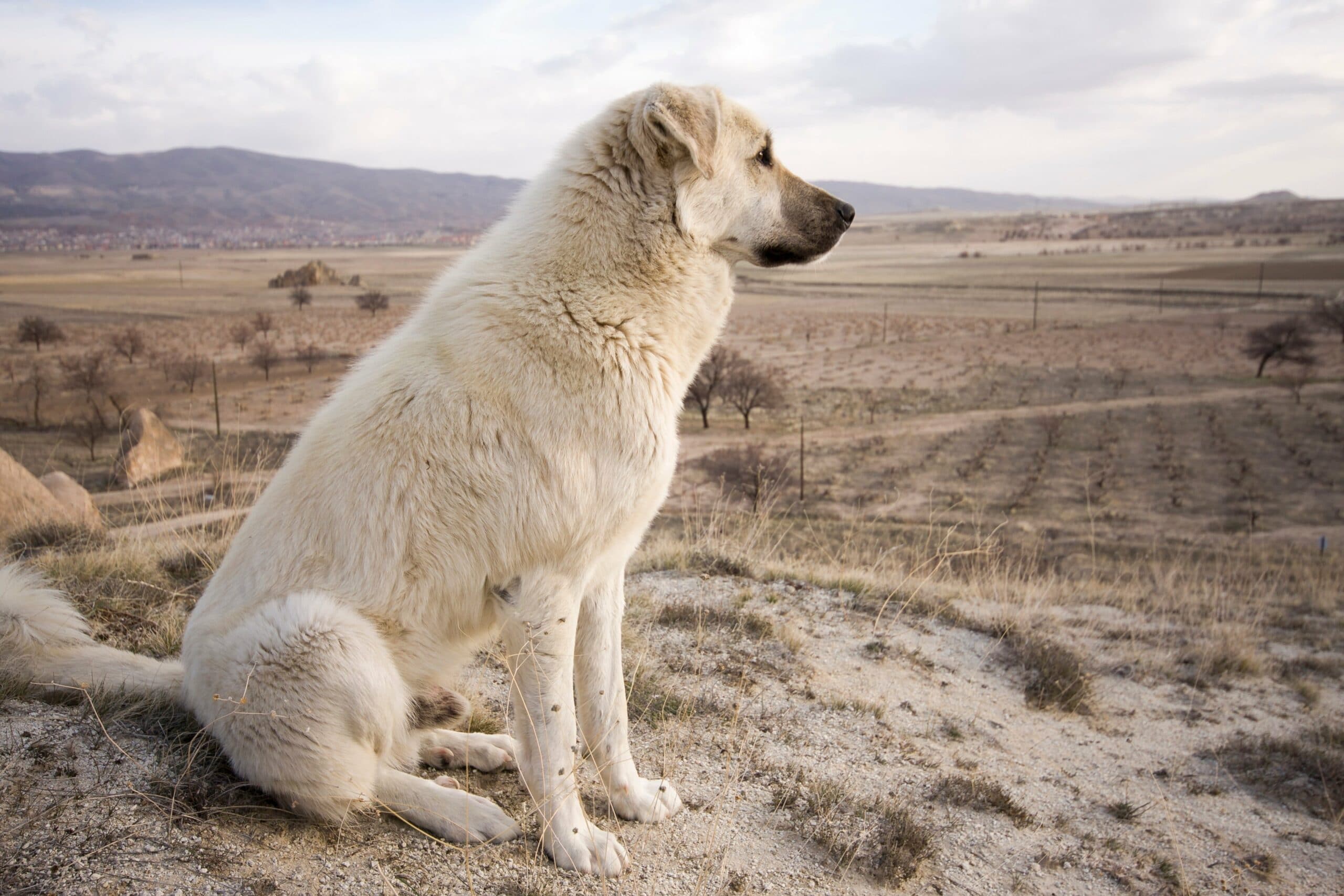 foto Perro Pastor de Anatolia