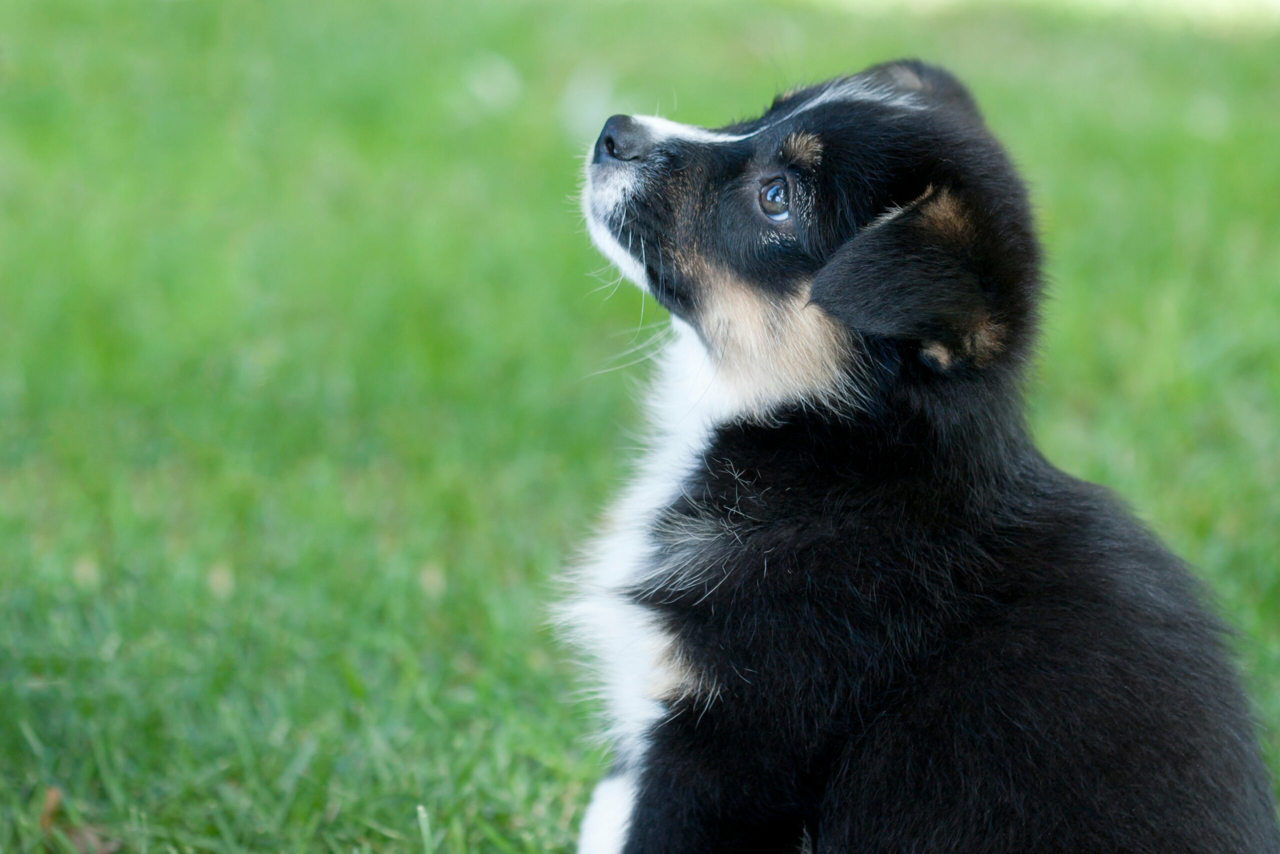 foto Perro de raza Auggie