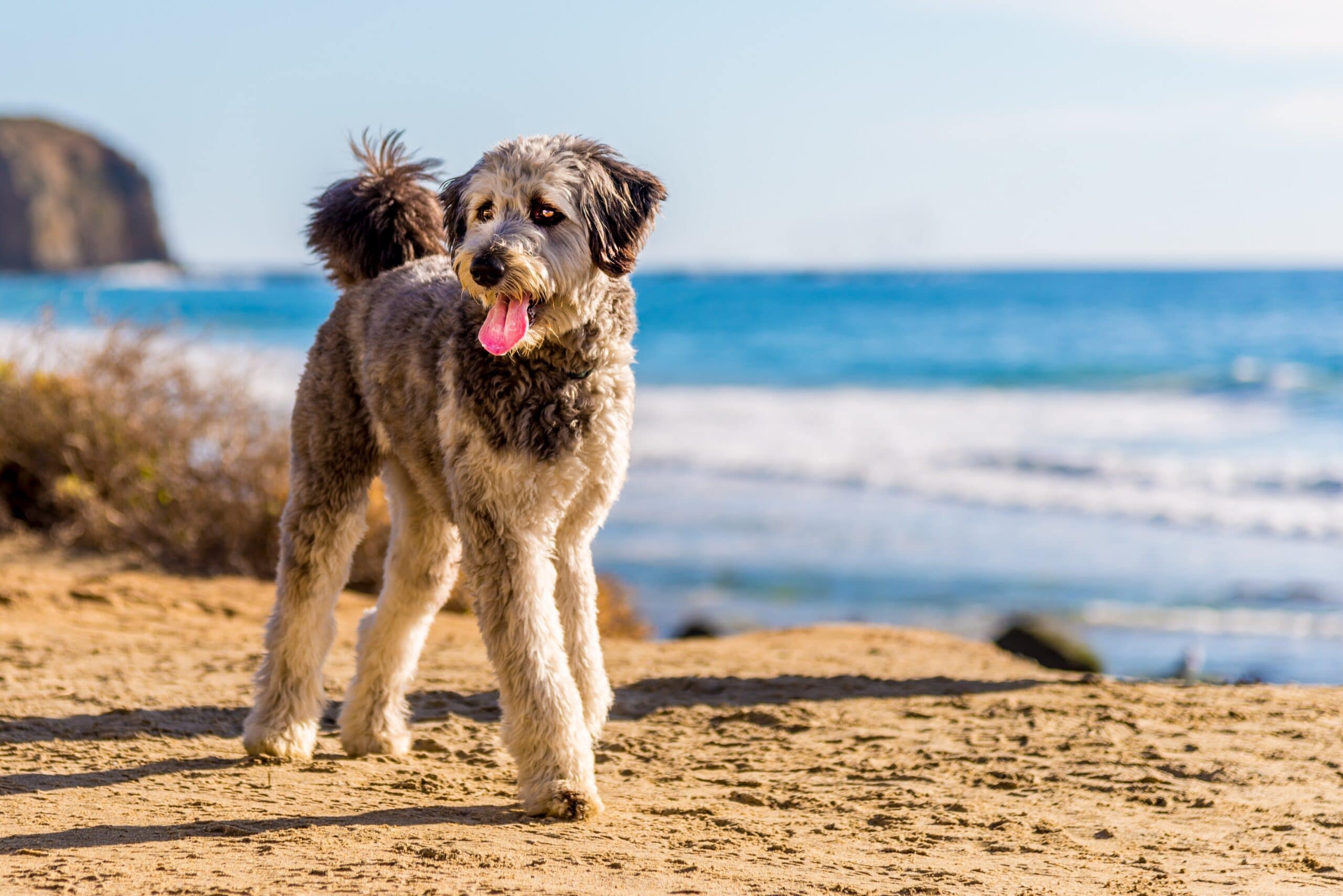 foto Perro de raza Aussiedoodle