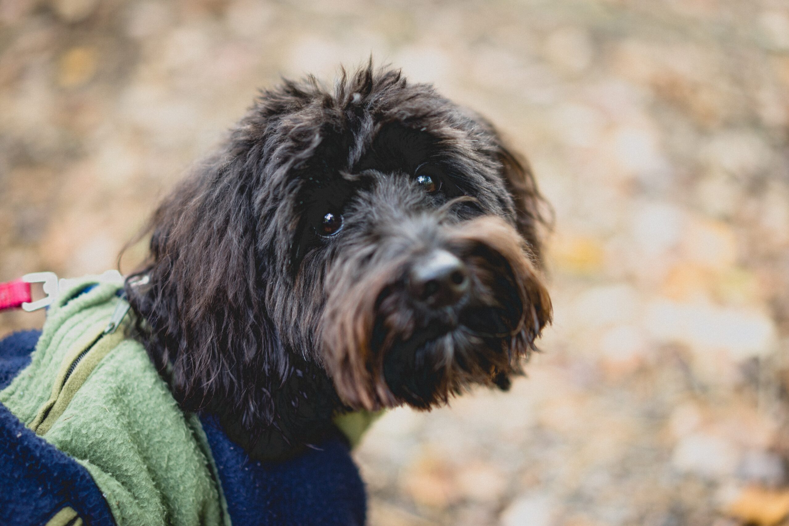 foto Perro de raza Aussiedoodle