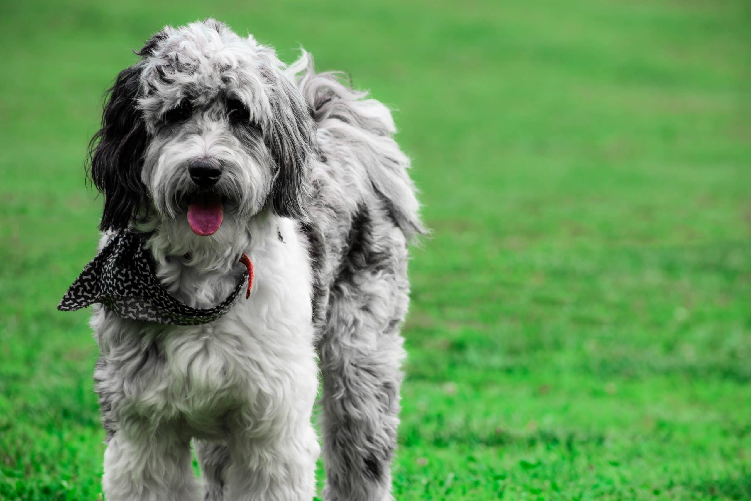 foto Perro de raza Aussiedoodle