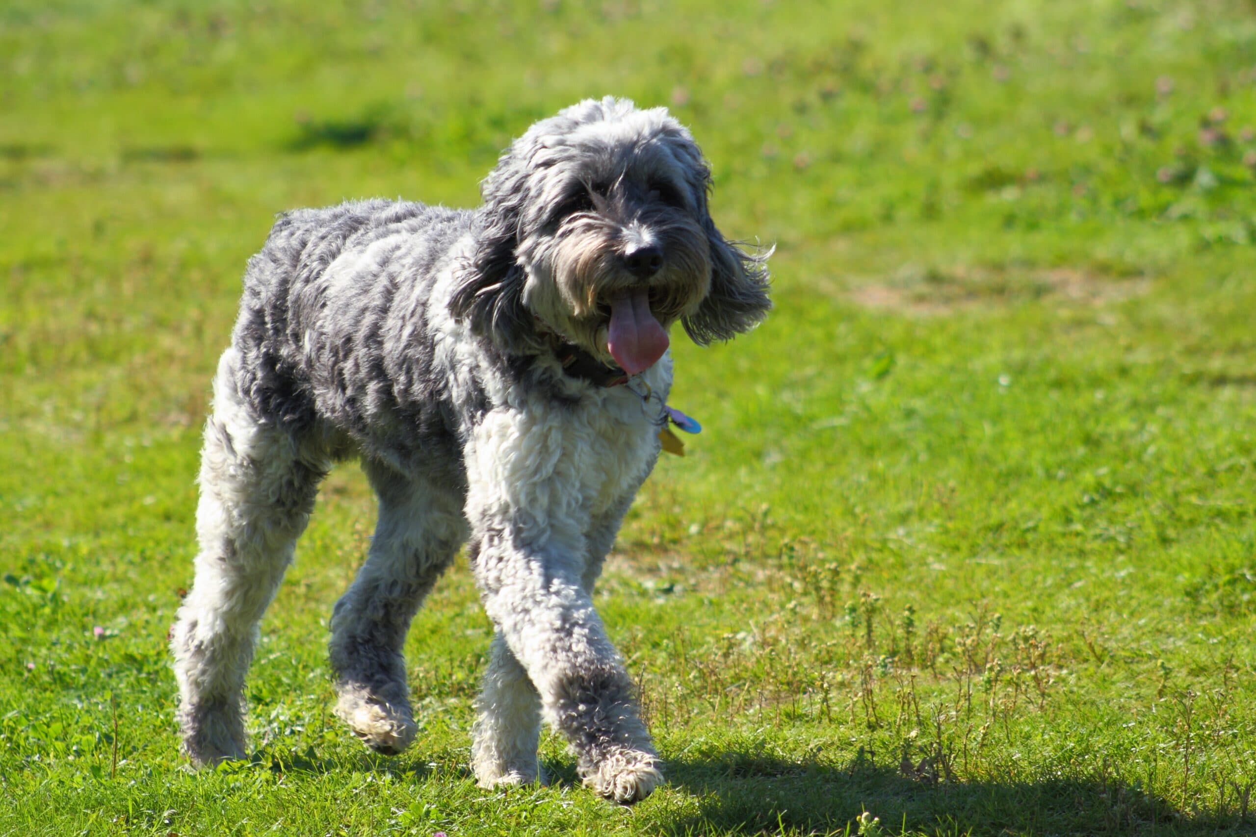 foto Perro de raza Aussiedoodle