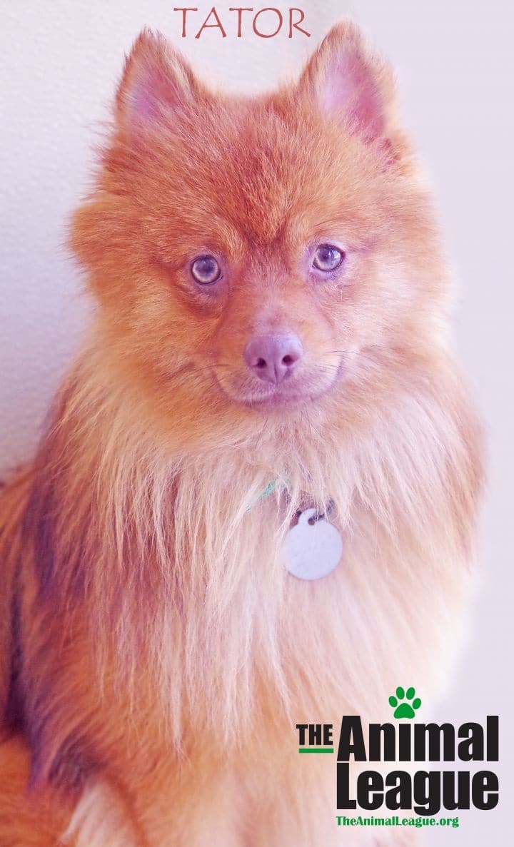 foto Perro mestizo de Aussiepom