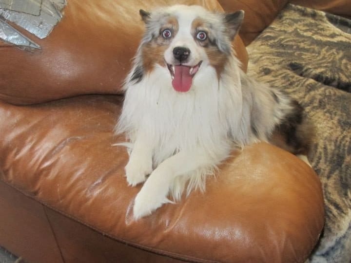 foto Perro mestizo de Aussiepom