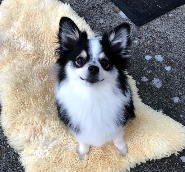 foto Perro mestizo de Aussiepom