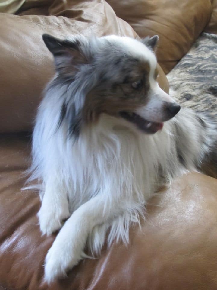 foto Perro mestizo de Aussiepom