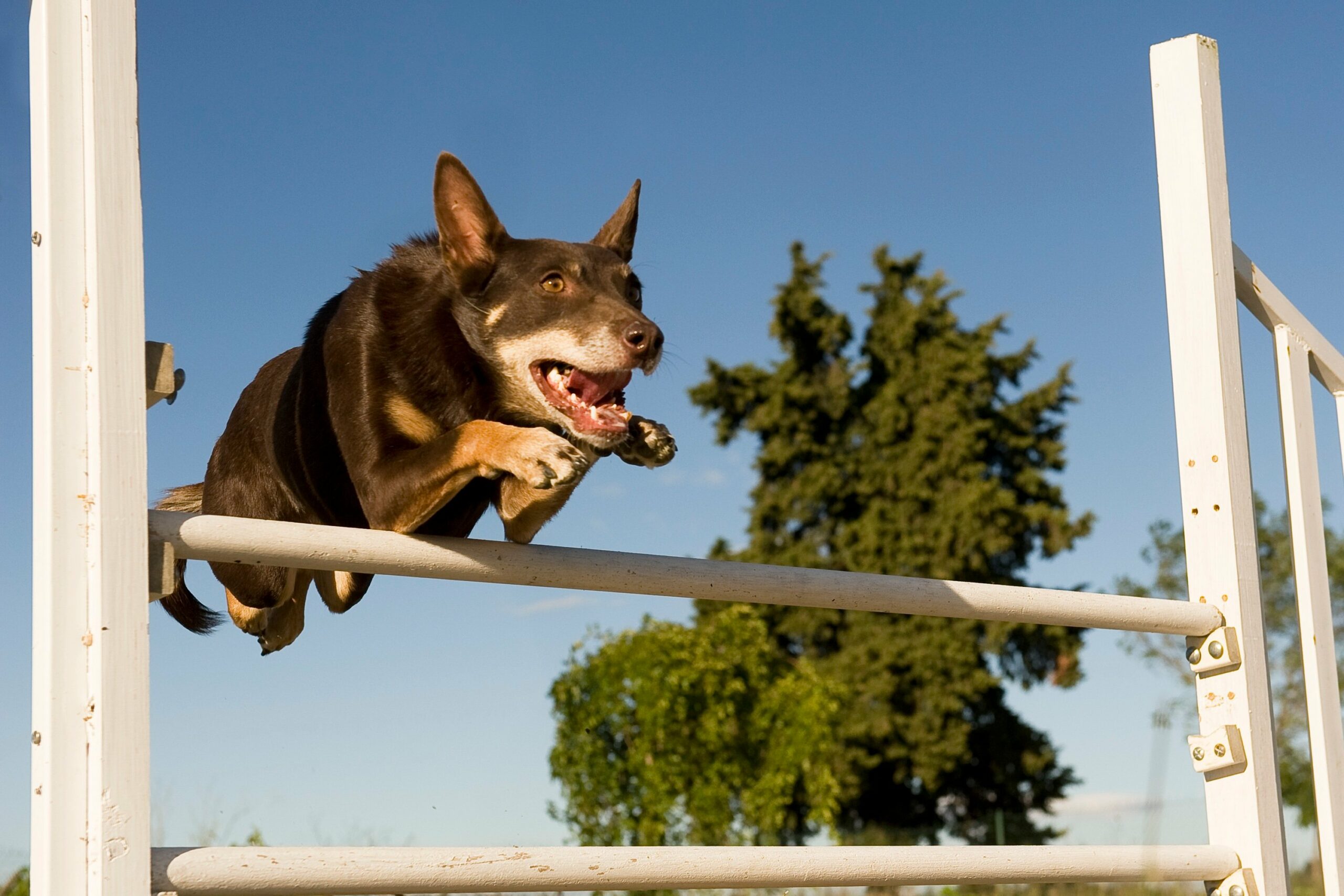 foto Perro Kelpie Australiano