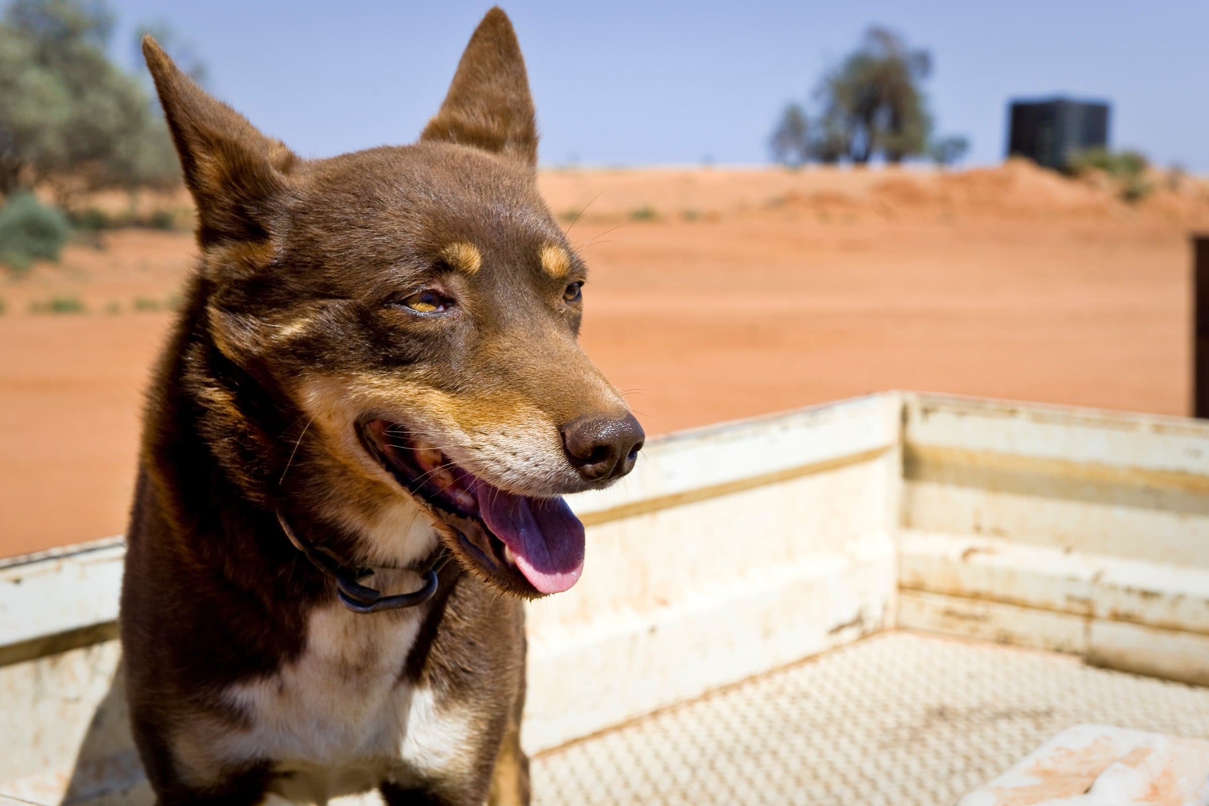 foto Perro Kelpie Australiano