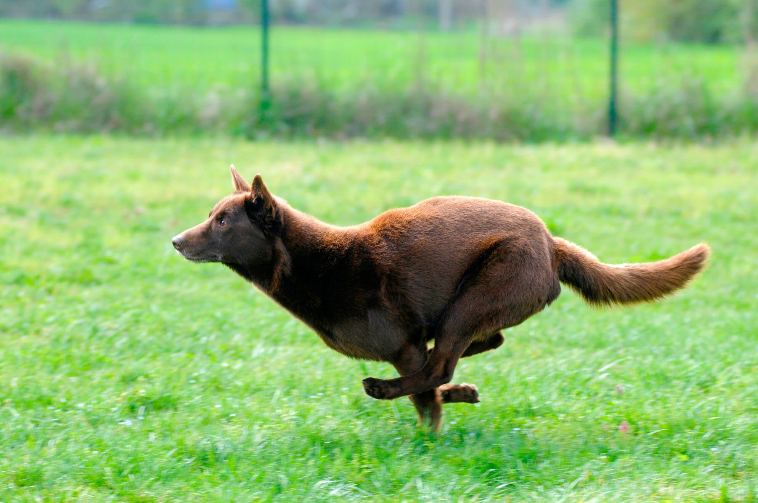 foto Perro Kelpie Australiano