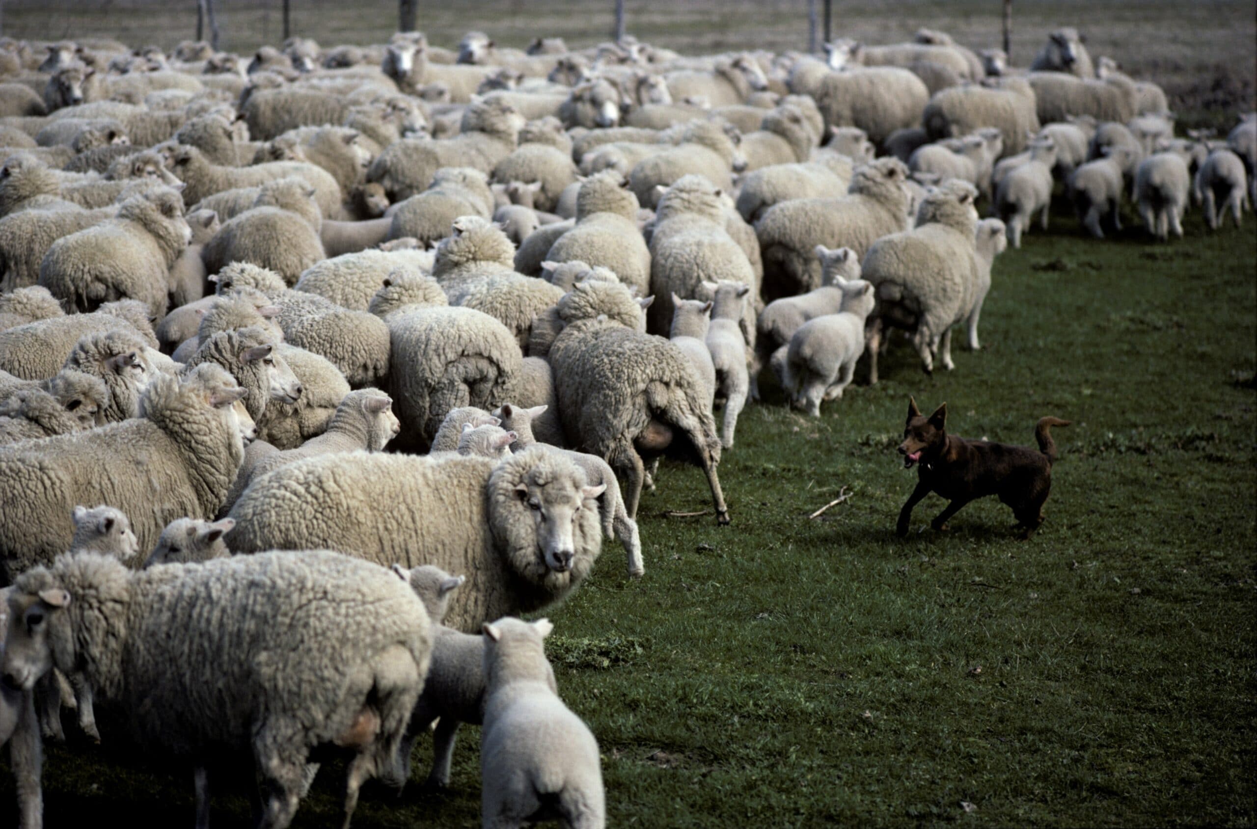 foto Perro Kelpie Australiano