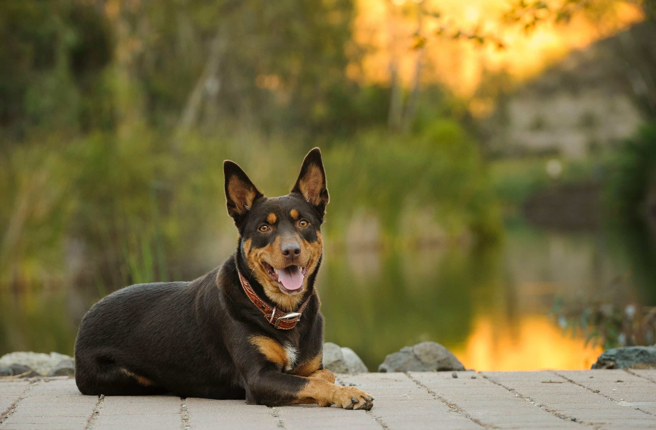 foto Perro Kelpie Australiano