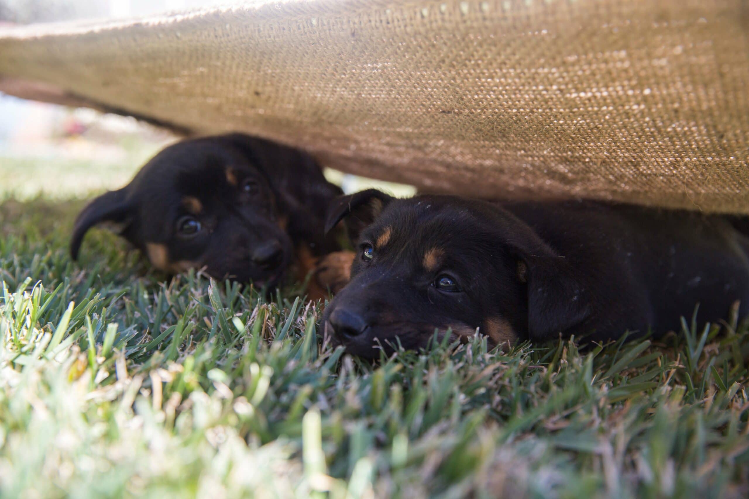 foto Perro Kelpie Australiano