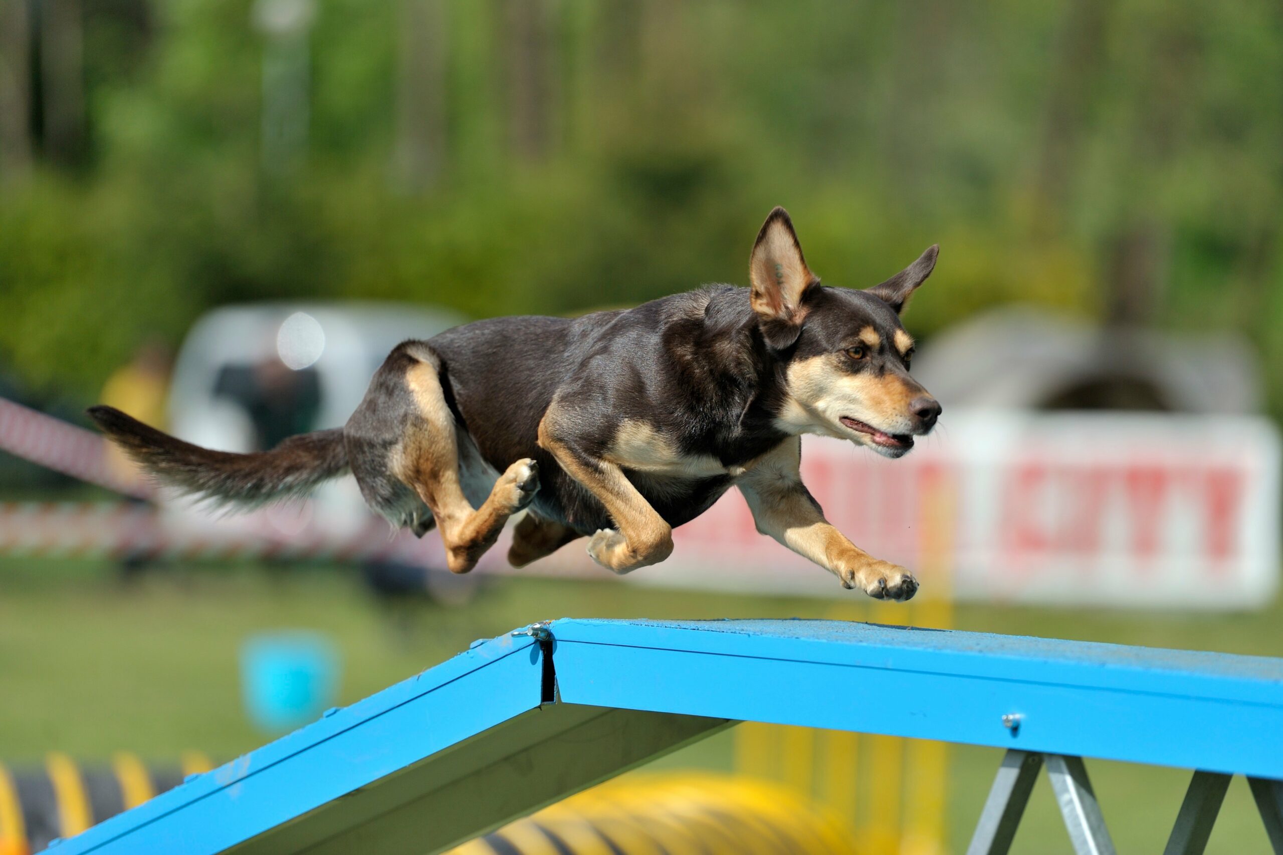 foto Perro Kelpie Australiano