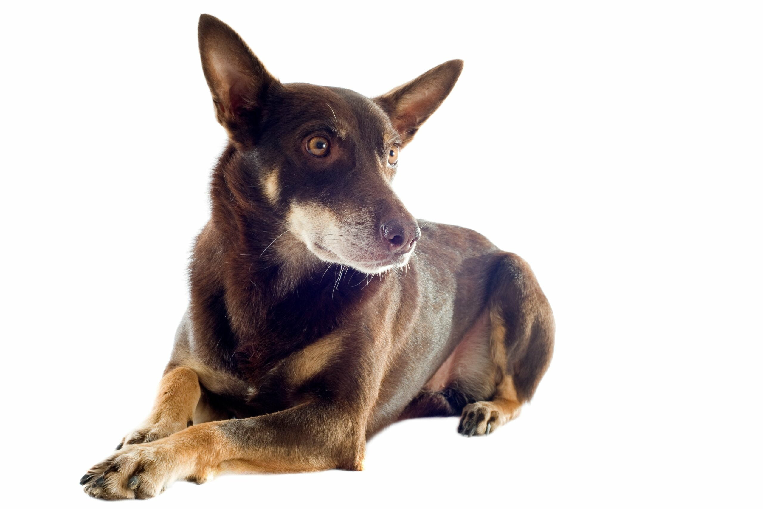 foto Perro Kelpie Australiano