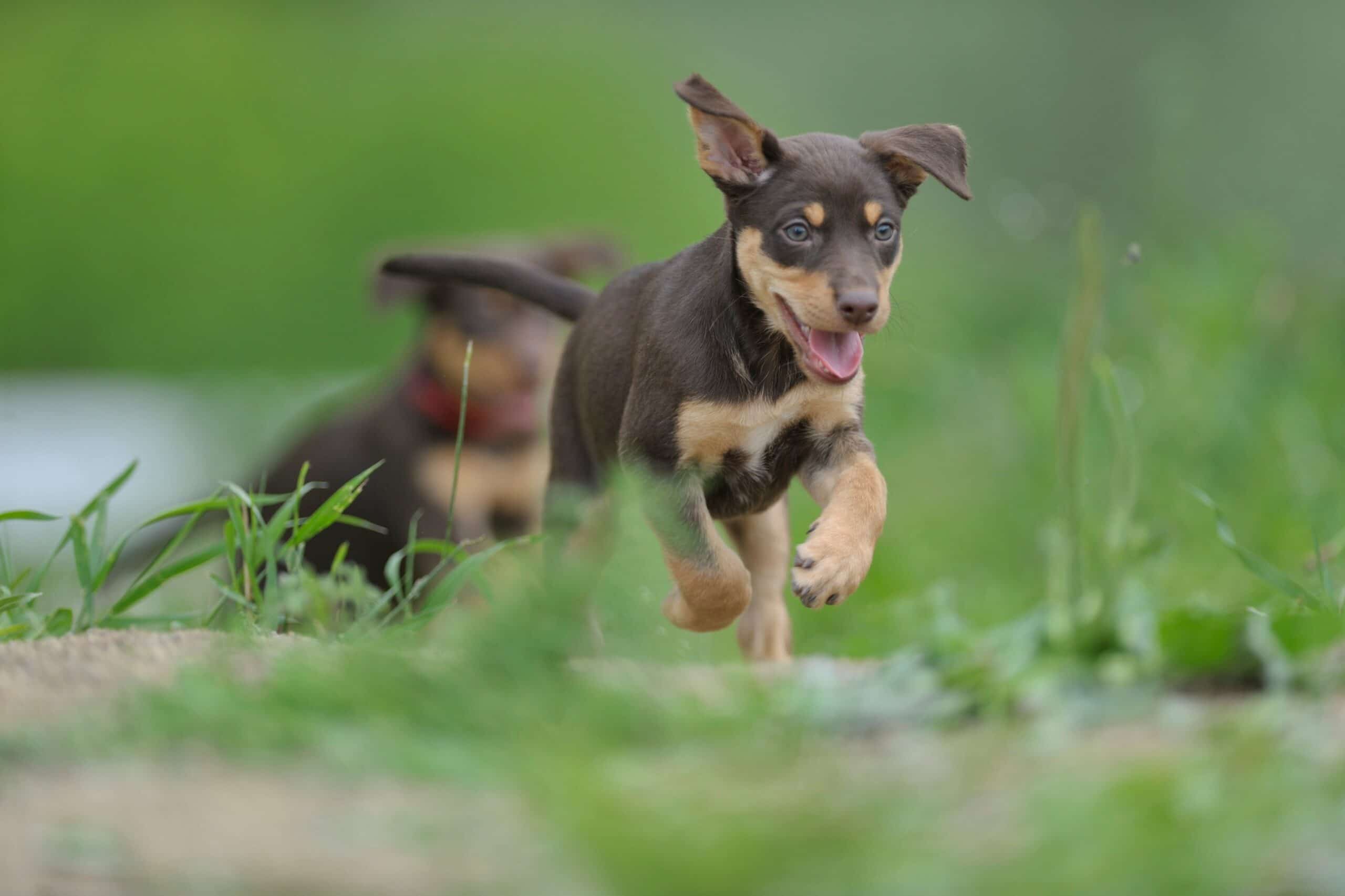 foto Perro Kelpie Australiano