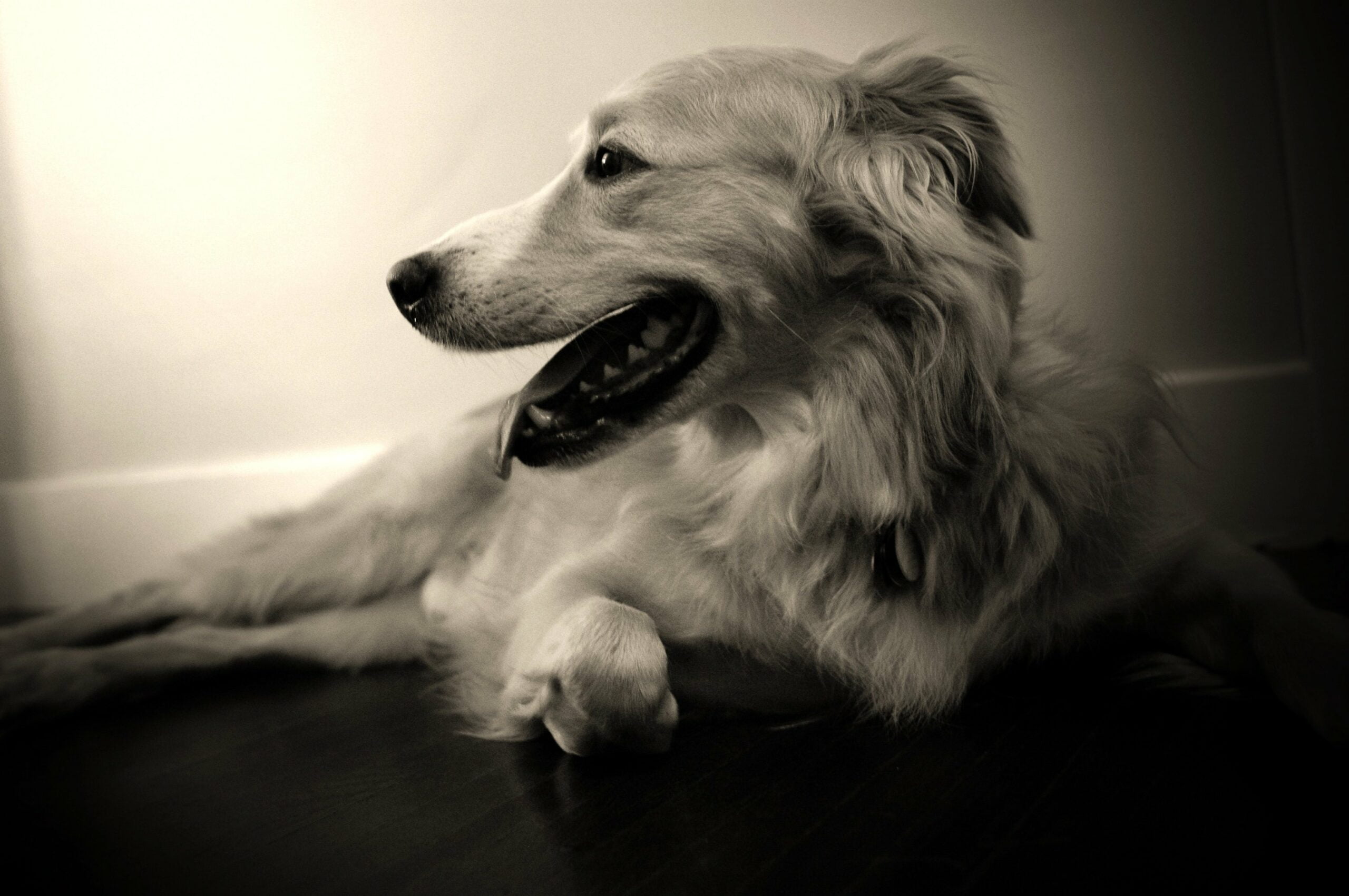 foto Perro de raza australiana Retriever