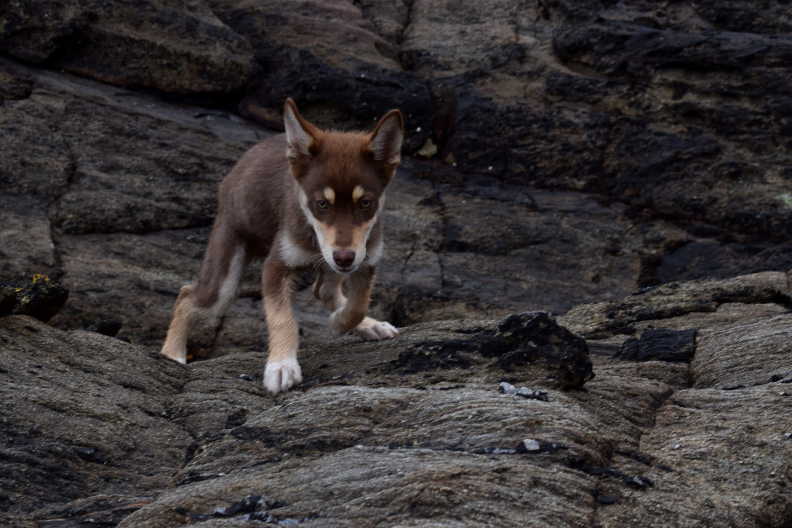 foto Pastor Australiano Husky