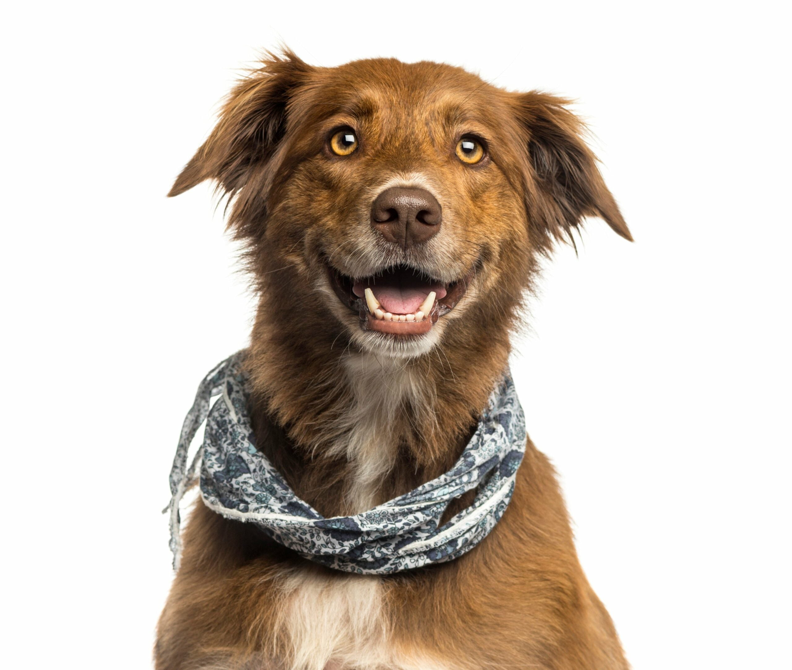 foto Perro mestizo de pastor australiano y labrador