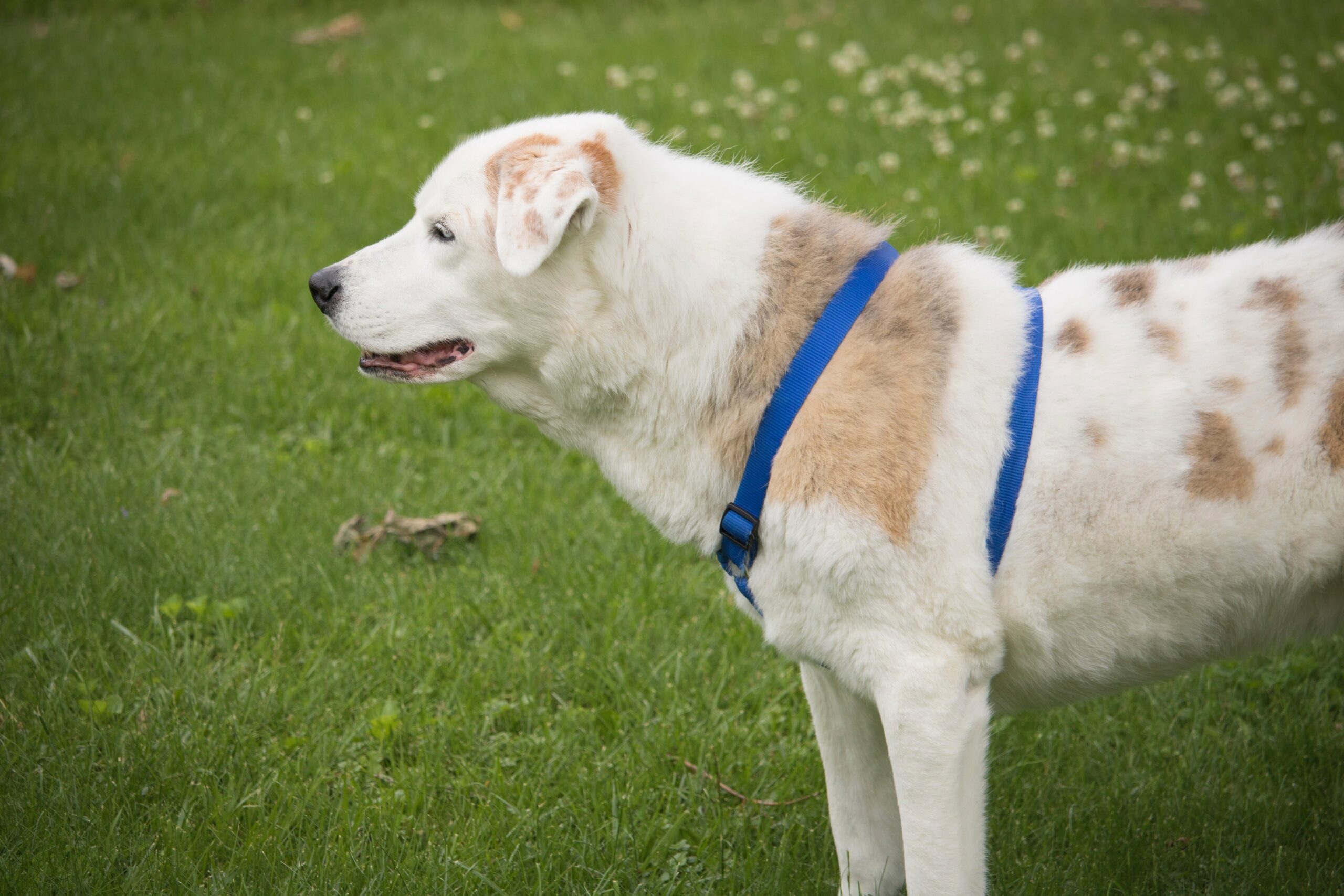 foto Perro mestizo de pastor australiano y labrador