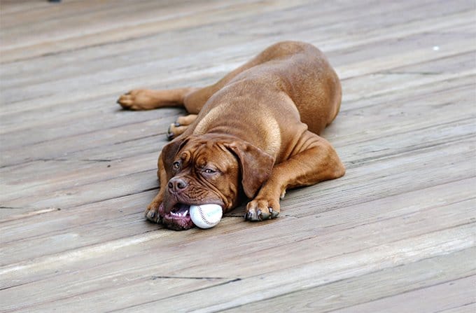 foto Perro Dogo de Burdeos