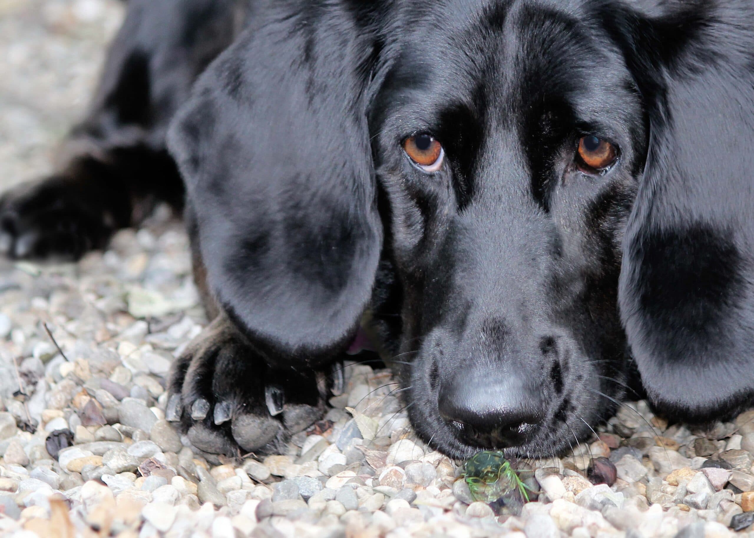 foto Perro de raza Bassador