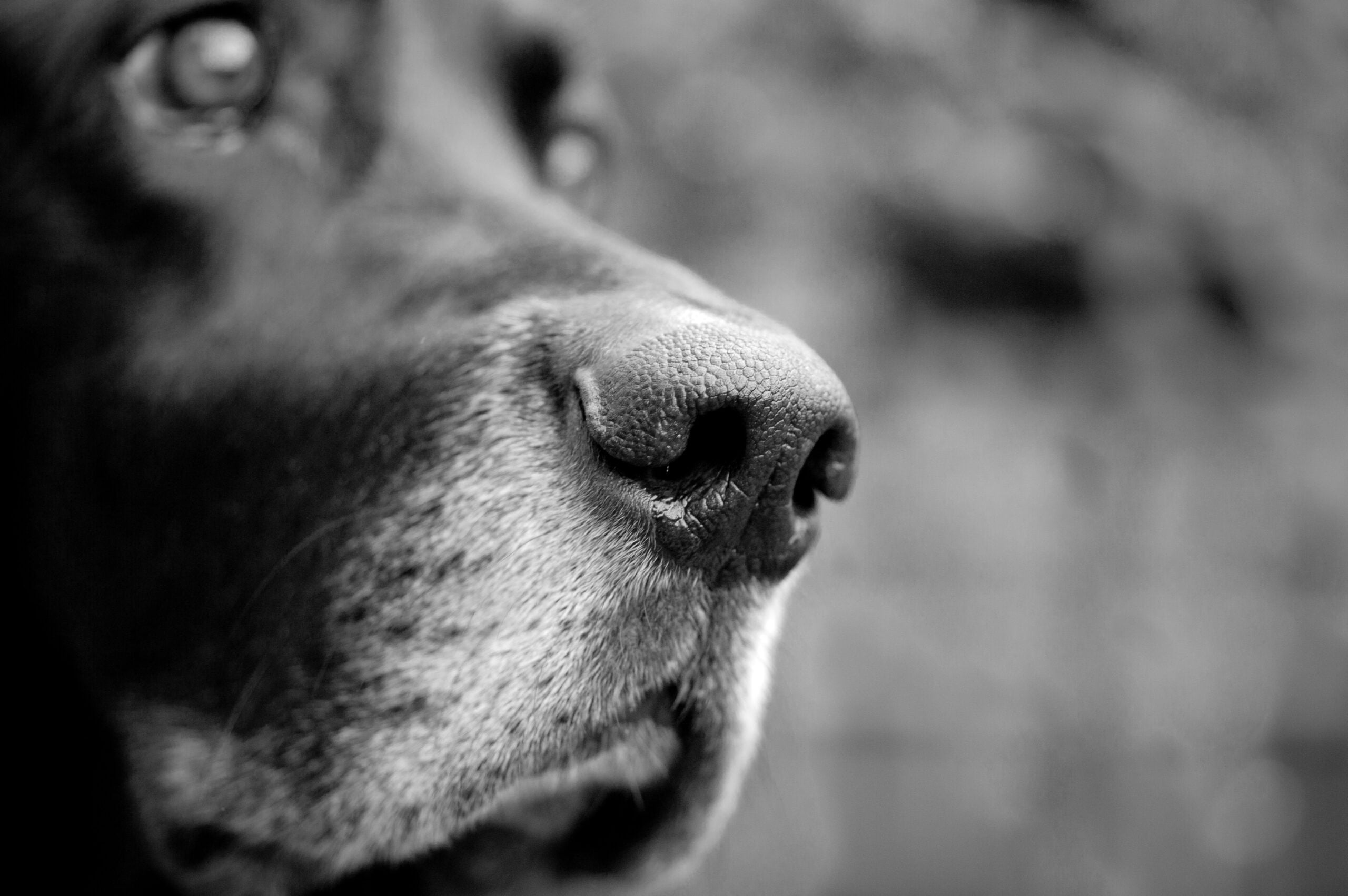 foto Perro de raza Bassador