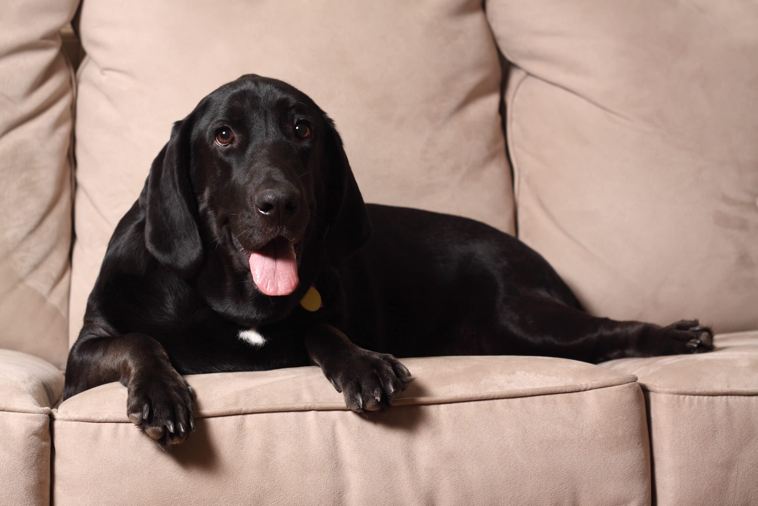 foto Perro de raza Bassador