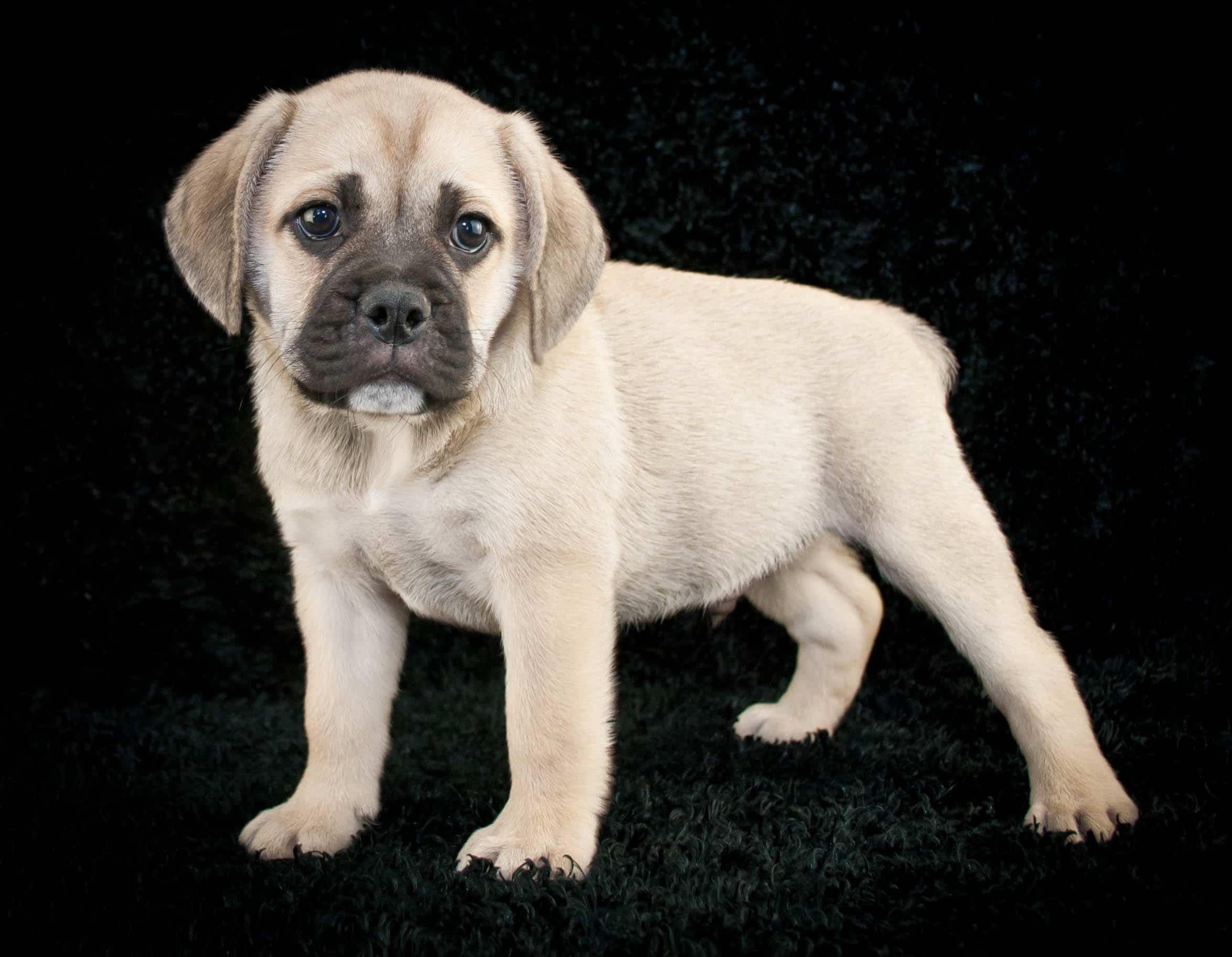 foto Perro de raza Beabull