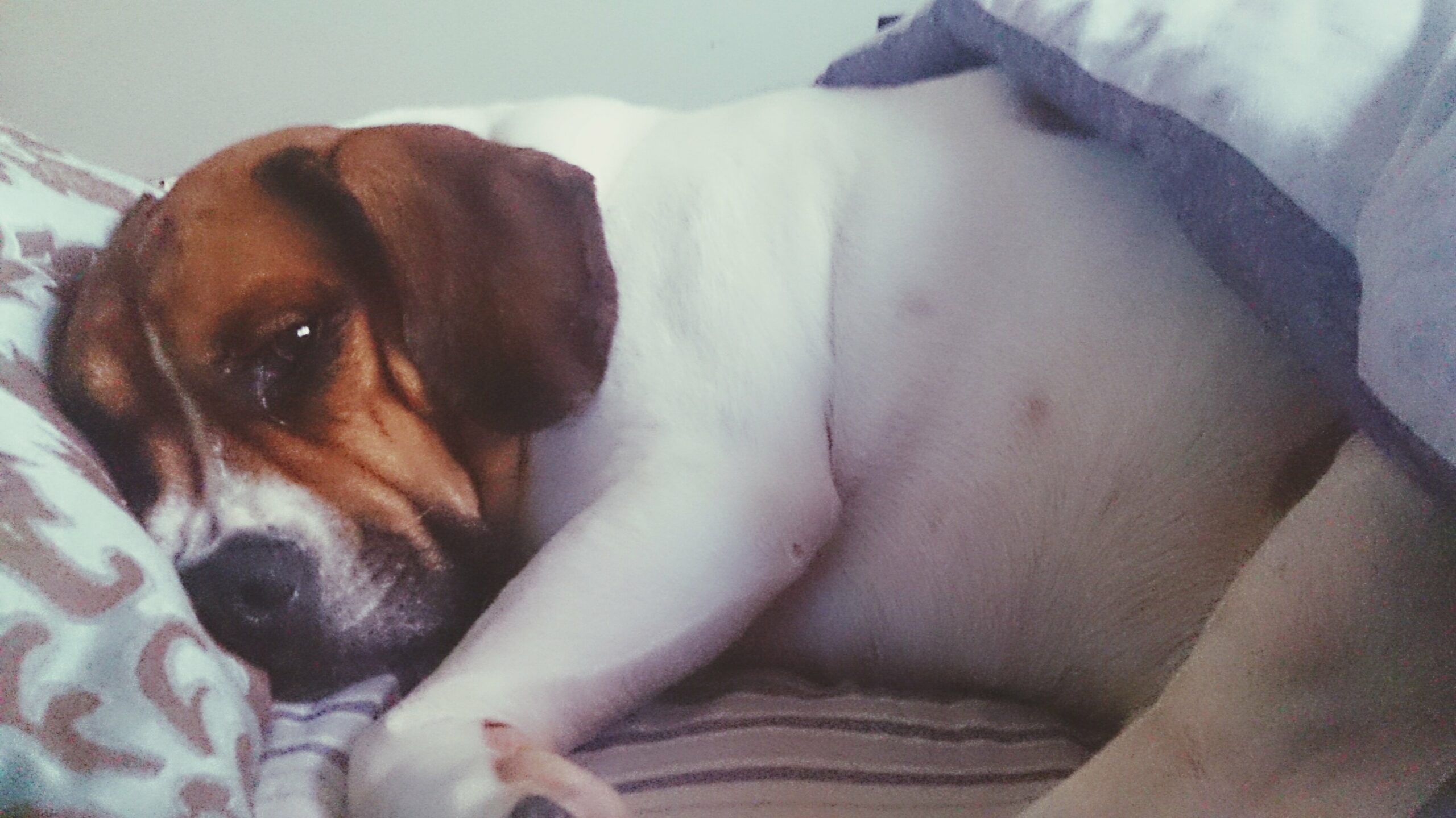 foto Perro de raza Beabull