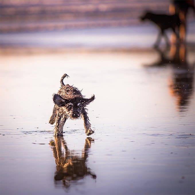 foto Perro híbrido de Schnoodle