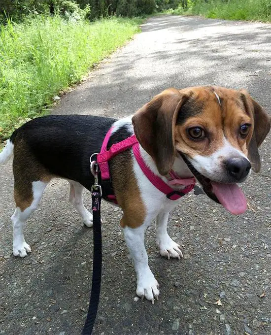 foto Beagle de bolsillo